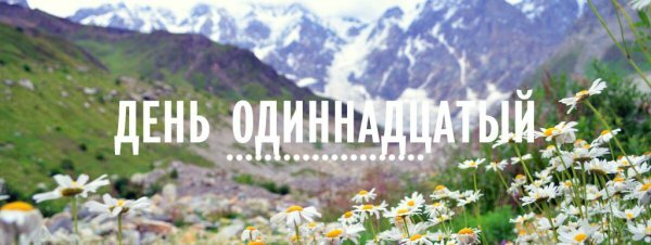 Кавказские ромашки на фоне ледника Шхара, Сванетия