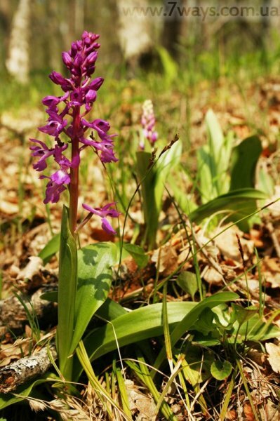 Орхидеи Крыма - ятрышник болотный